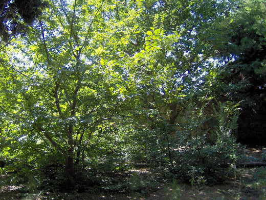 27252 (a): :1024x768
